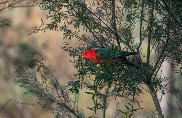 帅气的情侣网名(共85个)