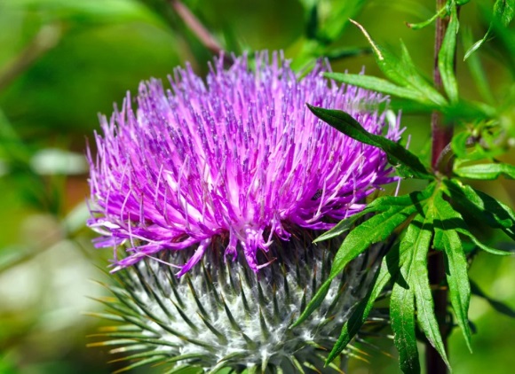 lol九尾妖狐伤感网名(优选133个)