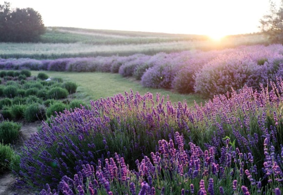 小众好听的英文名字(113个)