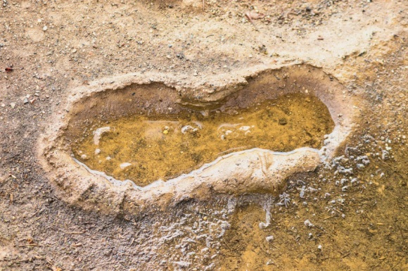 描写菊花的优美句子