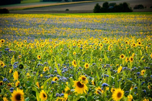 502情人节句子 520情人节告白感人句子