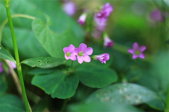 适合520情人节告白的句子