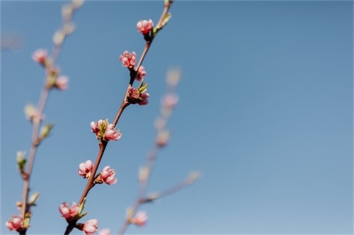 牡丹花开放的语句（精选）