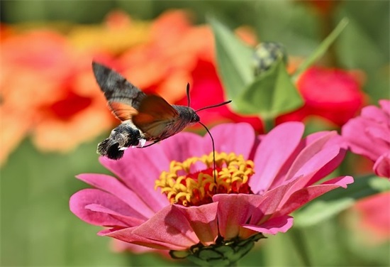 特别骚气的昵称微信(124个)