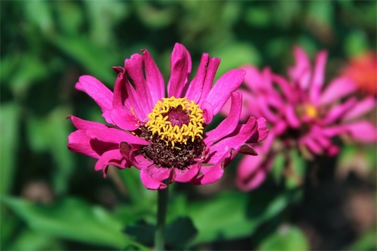 司藤小说句子 青春校园小说开头句子(精选77句)