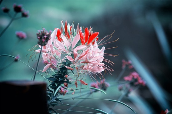 开学的句子说说心情短语(精选54句)