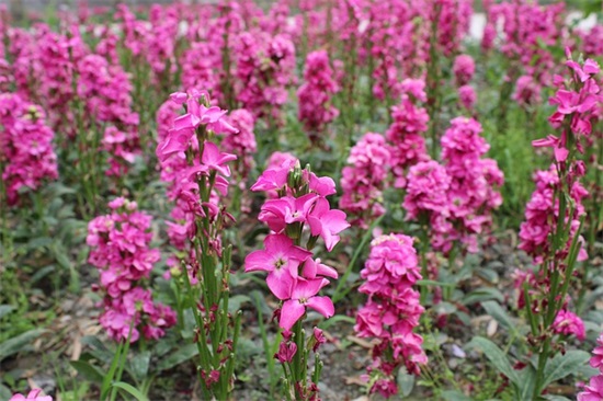 师生恋的句子精选204句