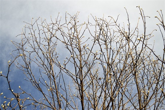 我想买车的励志句子精选141句