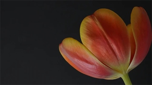 姓余的宝宝属牛取名（余姓女孩属牛取什么名字好）