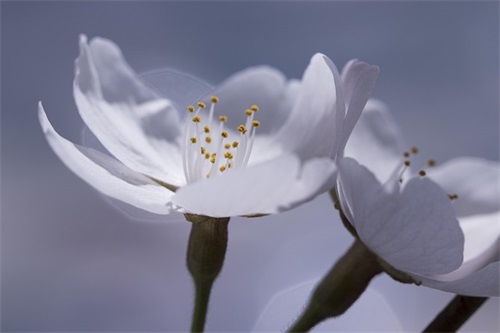 五行缺金的女宝宝清丽脱俗的名字大全（精选五行缺金的女宝宝清丽脱俗的名字）