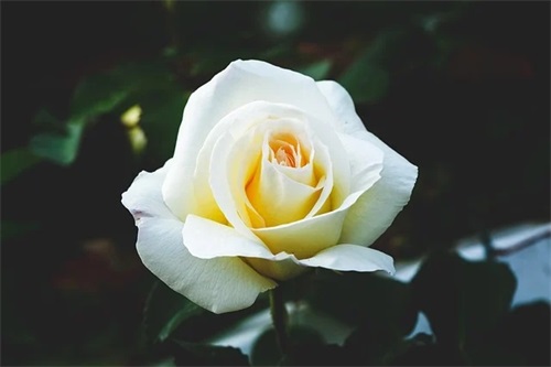 微信网名带情意的字母