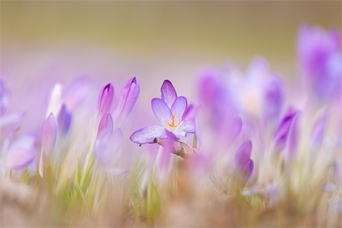 带拉的微信网名