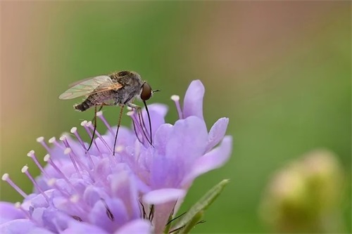 微信带兔的网名