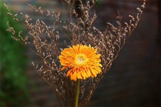 女生气质淡雅微信名(优选124个)