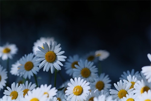 注册养殖公司名字大全 新颖好听的养殖公司名称