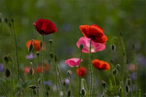 关于2024适合重阳节发朋友圈的说说