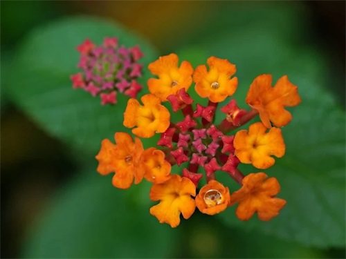 关于立夏节气祝福语简短 立夏朋友圈说说