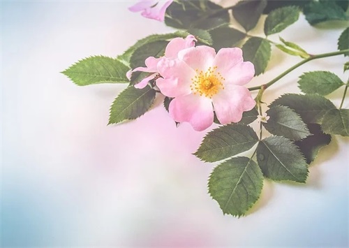 关于2024毕业送给同学的励志祝福语