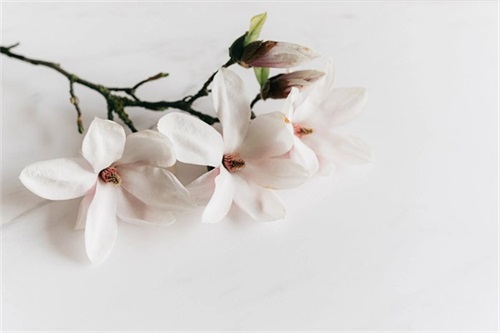 很仙很美的昵称女生（女生好听的网名仙气）