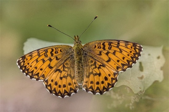 微信网名女生简单气质(优选118个)