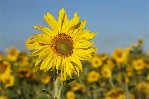 关于2024最经典的高考祝福语和鼓励的话