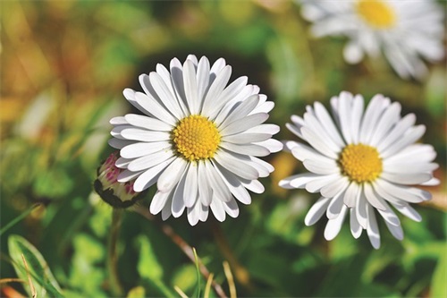 五行缺火的女宝宝优秀的名字大全（精选五行缺火的女宝宝优秀的名字）