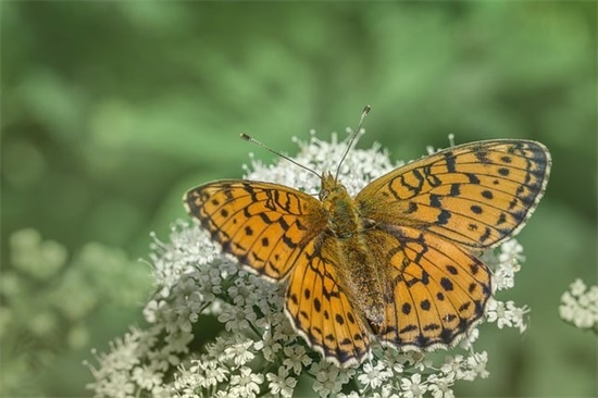 好听又特别的微信名字女生(优选118个)