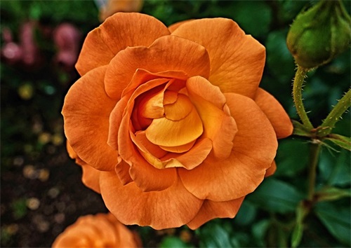 好听的农副产品公司名字大全 寓意好的农业公司名称