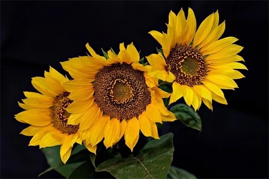 文艺气质范唯美微信网名(精选116个)