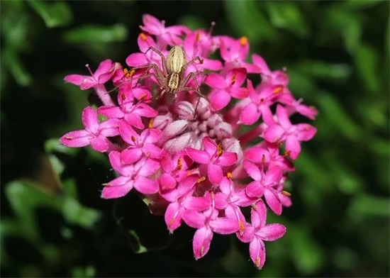 寓意好的英文微信昵称(108个)