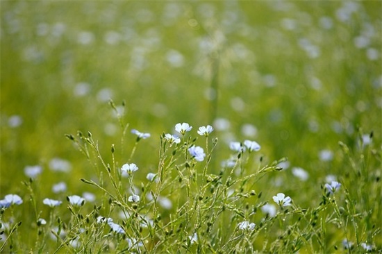 女人最有财运的微信昵称(共116个)