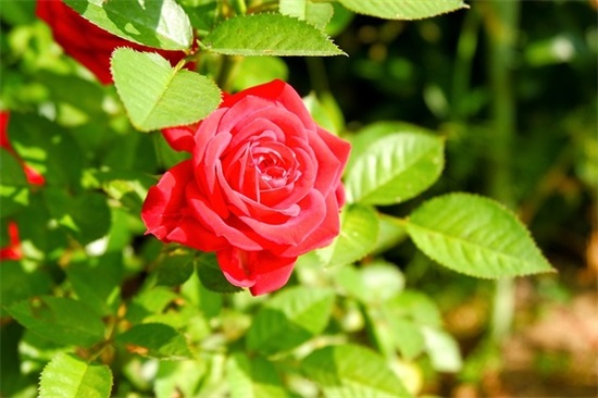 微信网名女人成熟稳重有魅力(共100个)