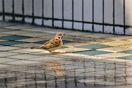 带金字诗意的微信昵称(共101个)