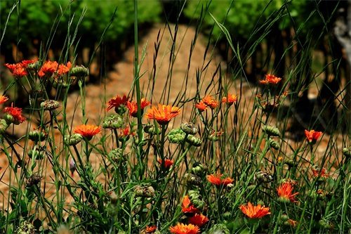 2024年除夕出生五行喜金的女孩名字喜金怎么起名？（喜金女宝宝好听名字大全）