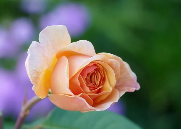 2024年1月出生的男宝宝如何取名？（大气男孩好名字）