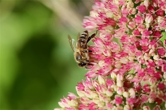 适合父母的微信昵称(111个)