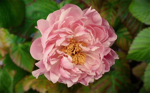 正月初九祝福语大全 【2024年正月初九的祝福】