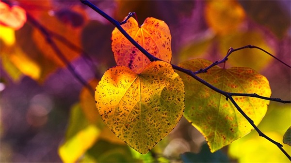 发给别人的生日祝福语 【给别人发生日祝福怎么发】