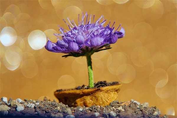 春暖花开祝福语 【春暖花开的祝福词】