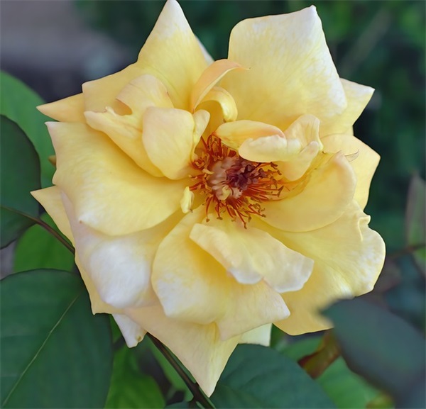 儿子的婚礼祝福语-85句