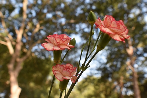 妹妹结婚祝福语简单 【100句精选】