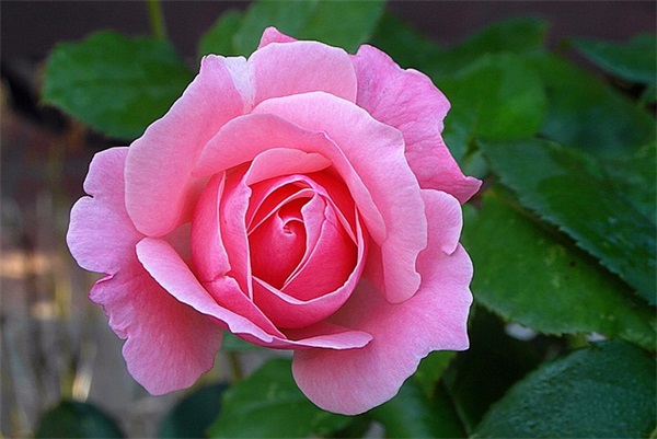 对外甥的祝福语大全 【送给外甥的有诗意祝福语】