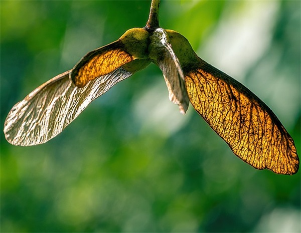 老太太生日祝福语 【老太太生日祝福语成语】