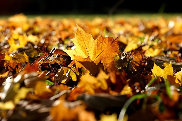 祝福老太太生日祝福语 【老太太生日祝福语 简短独特】