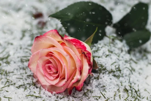 2024元宵节祝福语 【2024元宵节祝福语朋友圈】