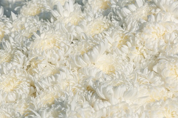 万能祝福语大全 【万能祝福语大全送自己】