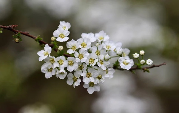 带爱菊字的网名