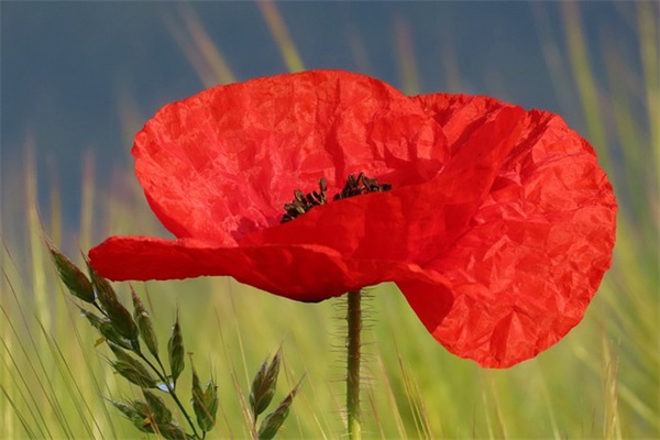 带原来的网名有哪些