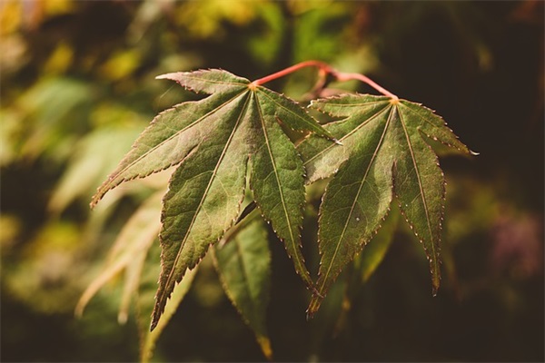 带守候的女生唯美网名