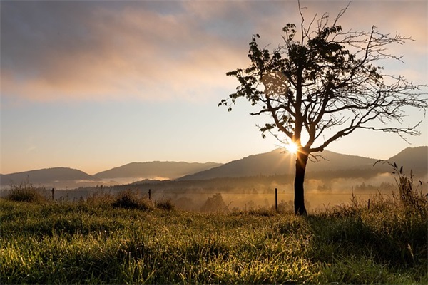 好听的商标名字大全（包子店的商标名字该怎么设计）